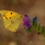 Clouded Yellow Butterly on Viper's Bugloss